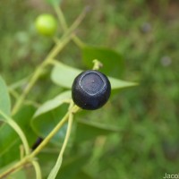 Santalum album L.